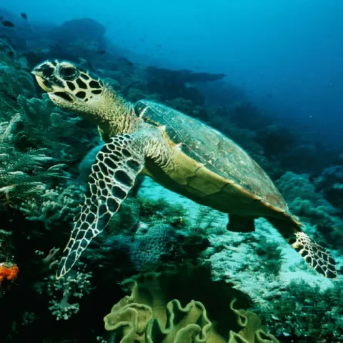 The Underwater
